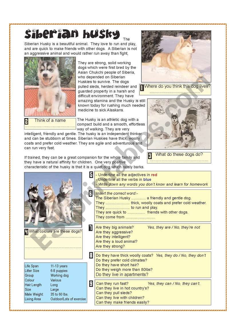 Siberian Husky - Reading + Q and A using - to be, can. cant, they are, theyre not, adjectives, verbs