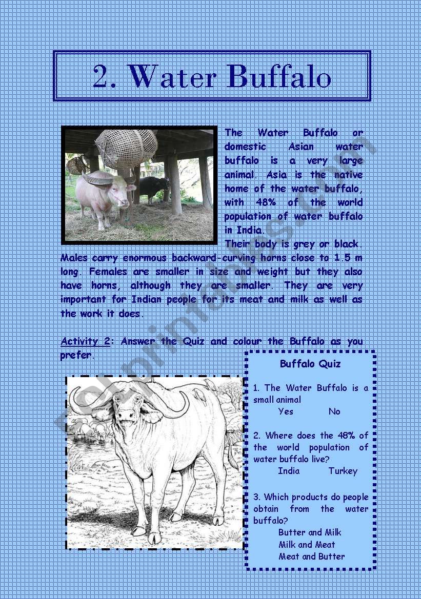 Indian Animals Part 2 Of 6 Water Buffalo Cobra Esl Worksheet By Withina Traditional italian mozzarella and borelli cheeses and traditional south asian paneer, khoa and ghee are all made from buffalo milk. esl printables