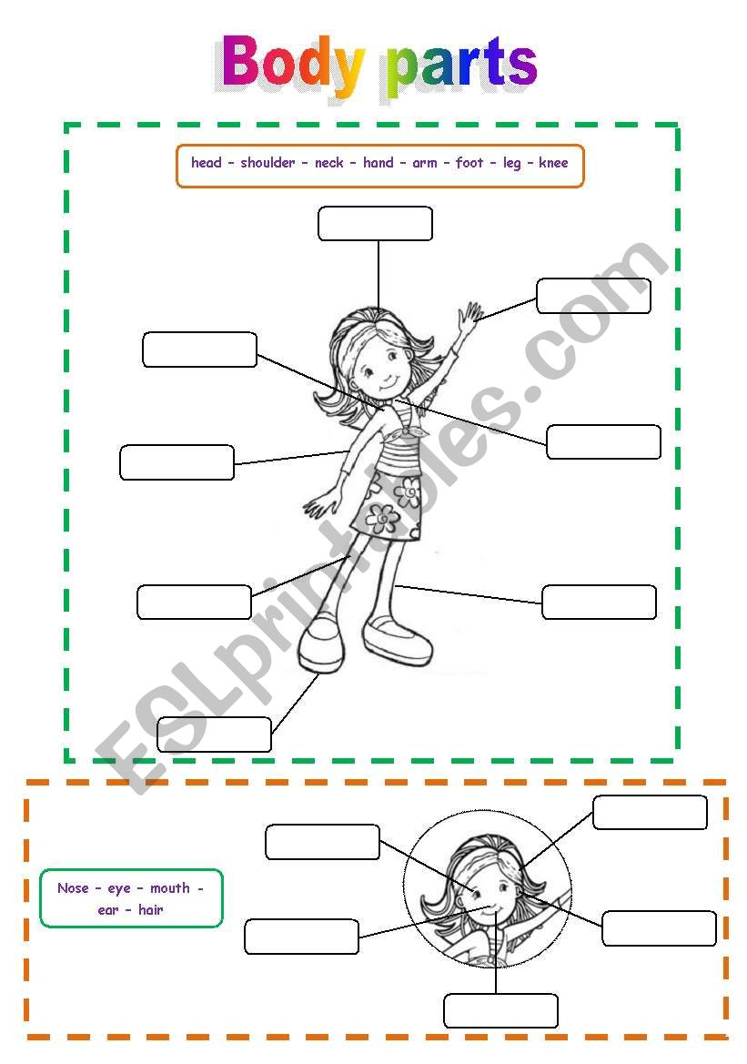 Body parts worksheet