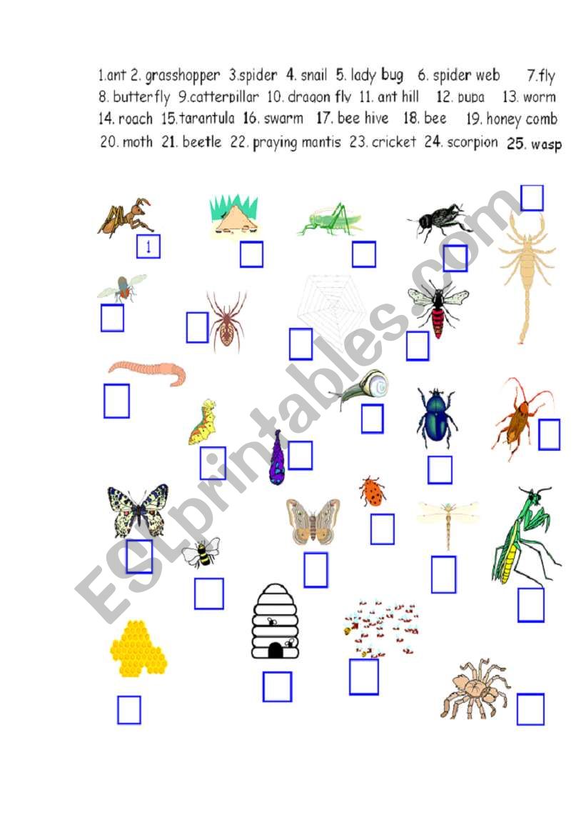 insects worksheet