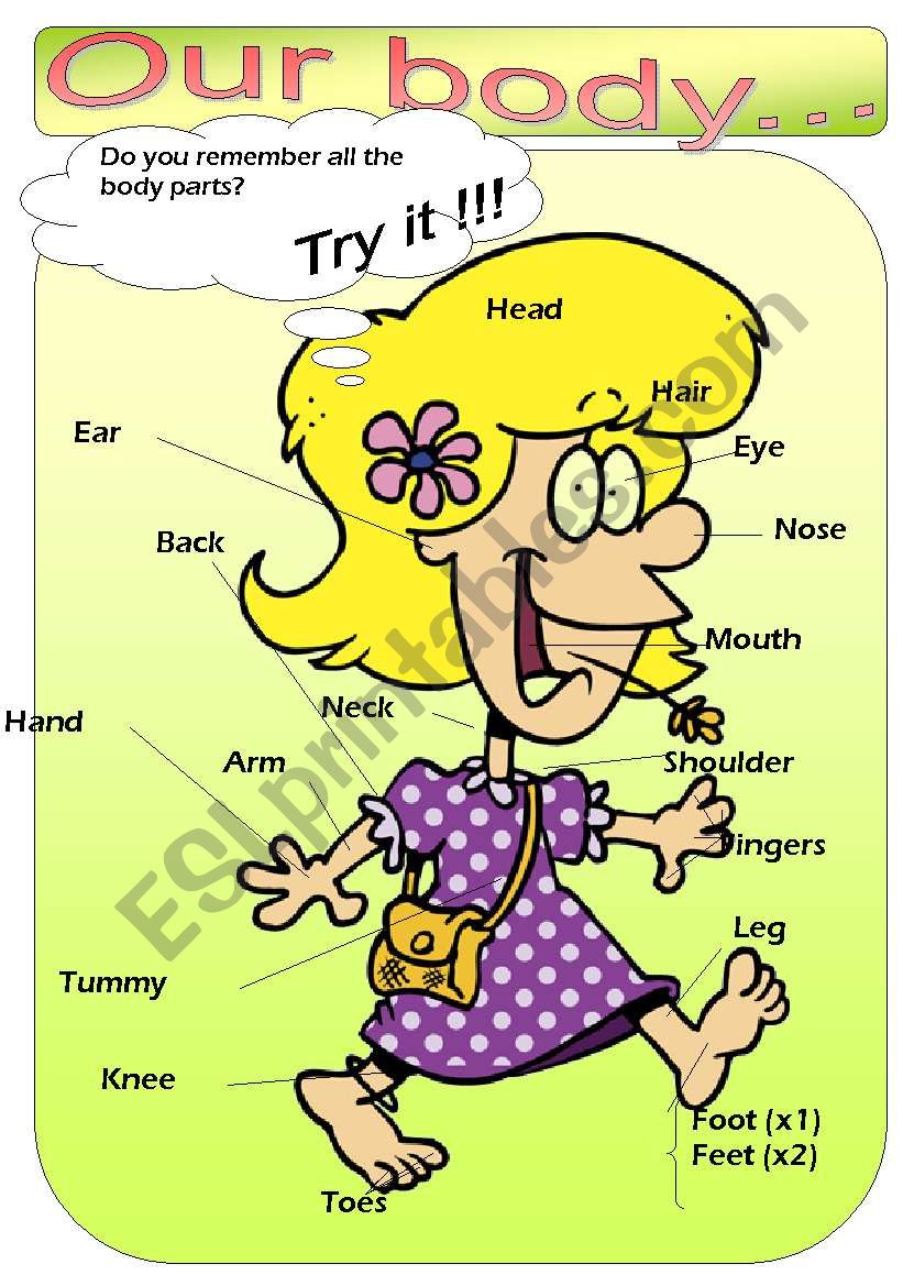 Our body poster (II) worksheet