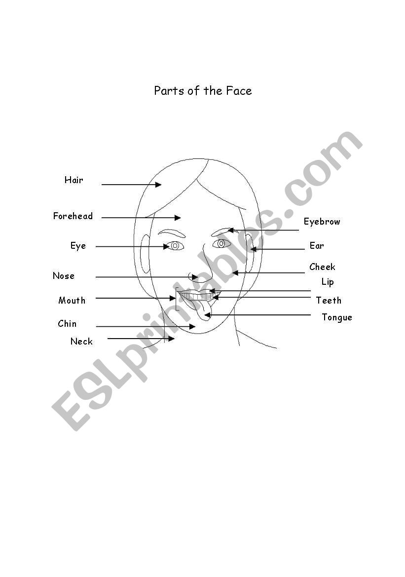 Part of the face worksheet
