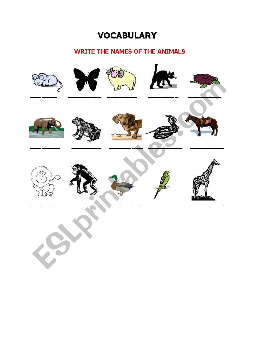 Vocabulary exercise - animals worksheet