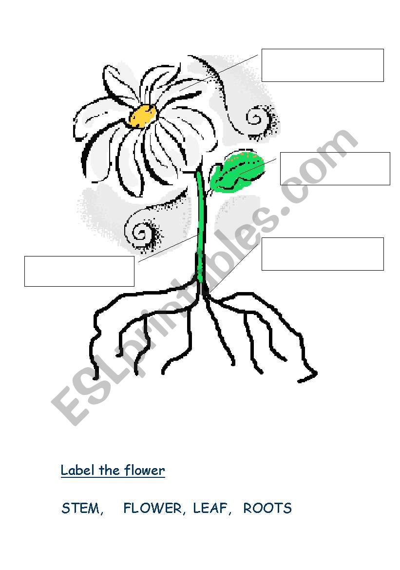 Plants worksheet