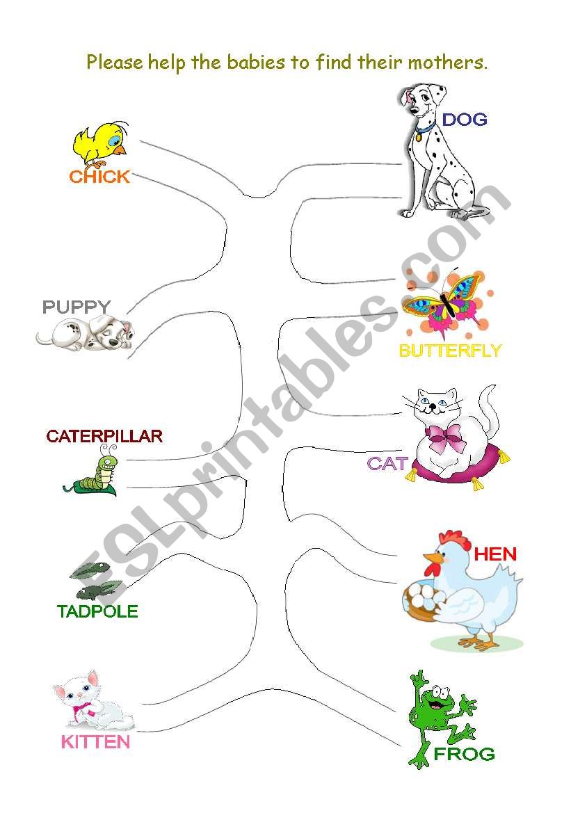Matching Exercise - Baby Animals Name Matching Exercise - Baby Animals Name