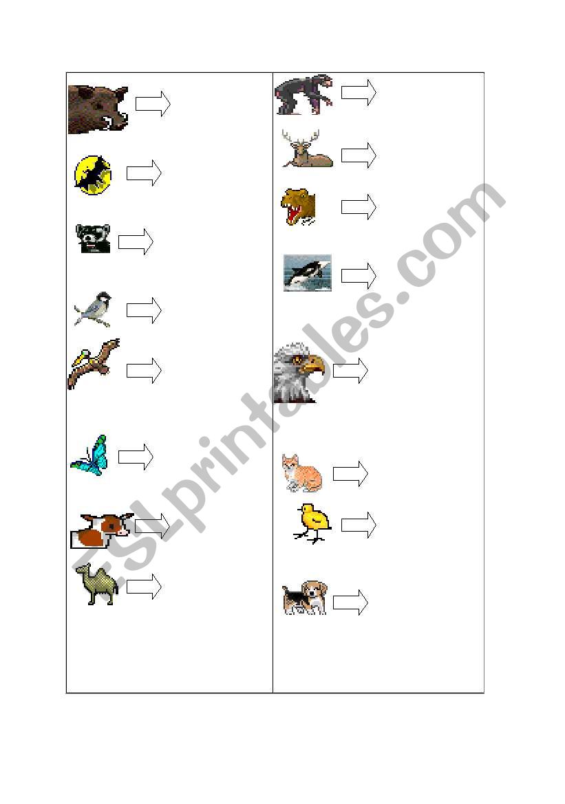 animals worksheet