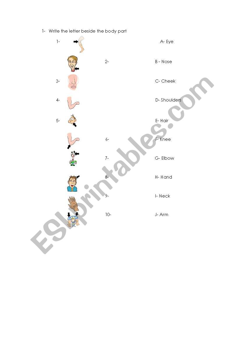 Body part worksheet worksheet