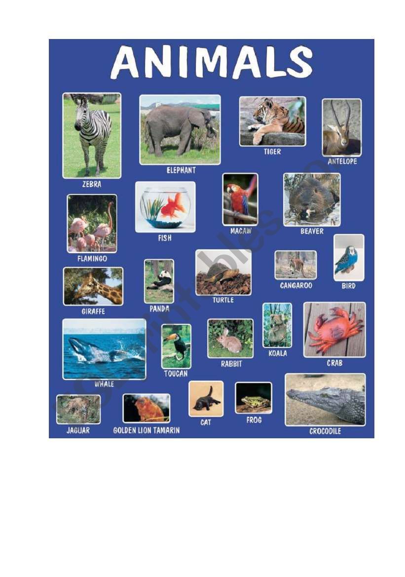 Animals worksheet