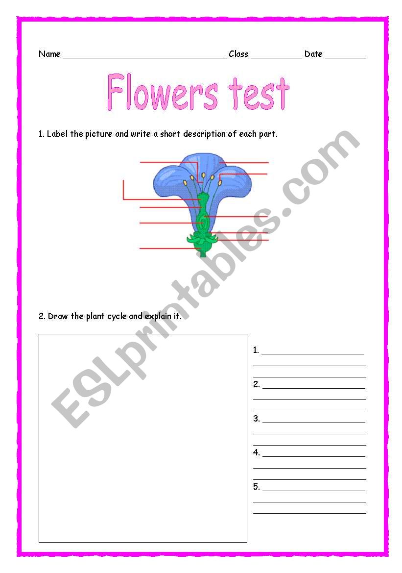 CLIL: TEACHING FLOWERS 2/3 - TEST