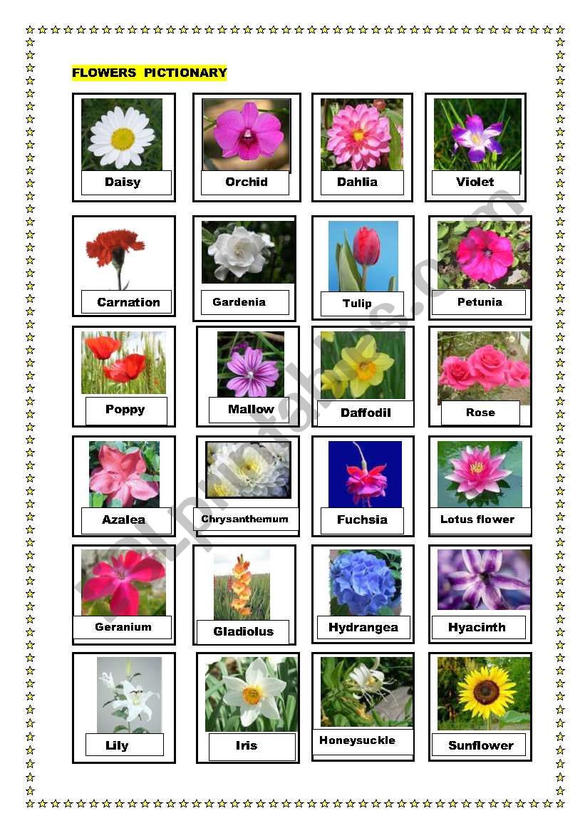 Flowers pictionary worksheet