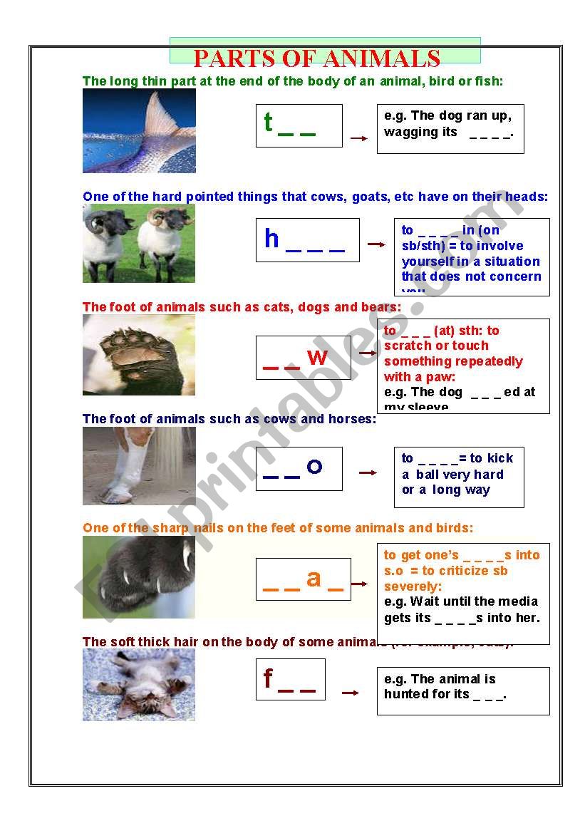 animals parts worksheet