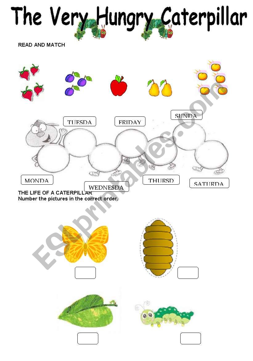 The Very Hungry Caterpillar - Worksheet - 