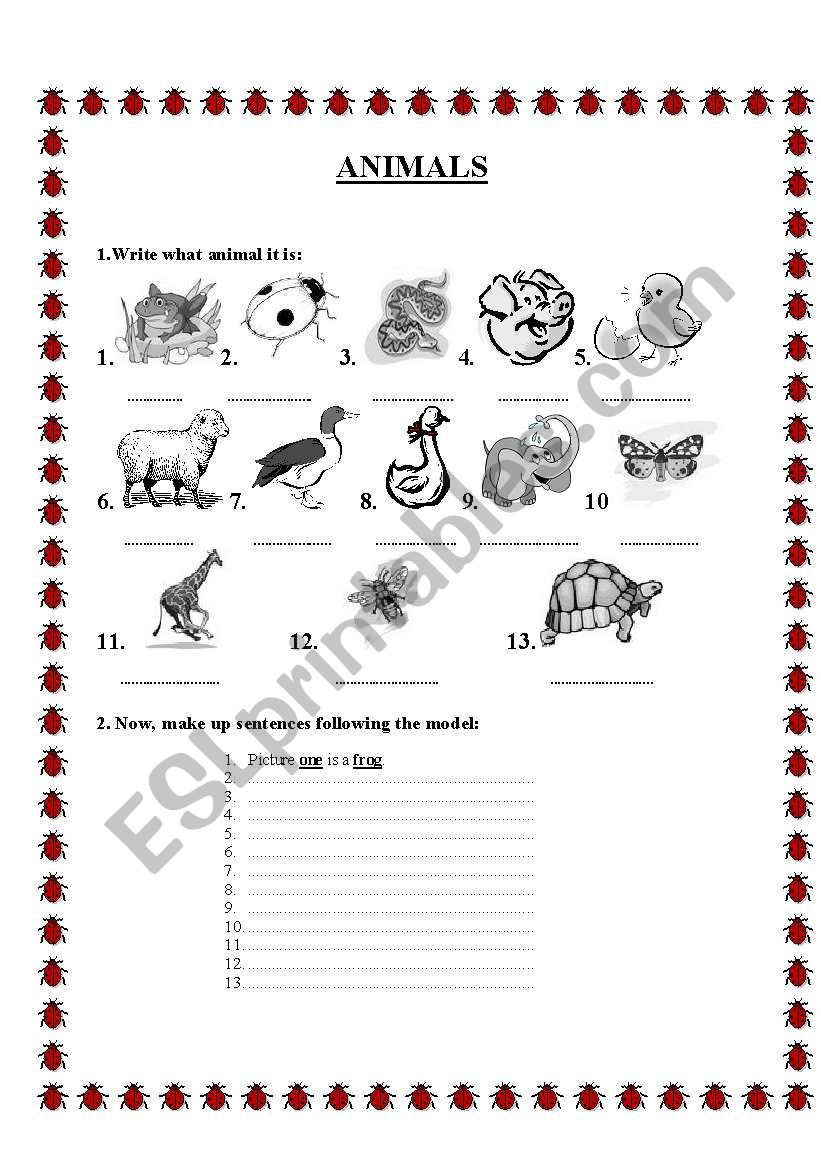 Animals  worksheet