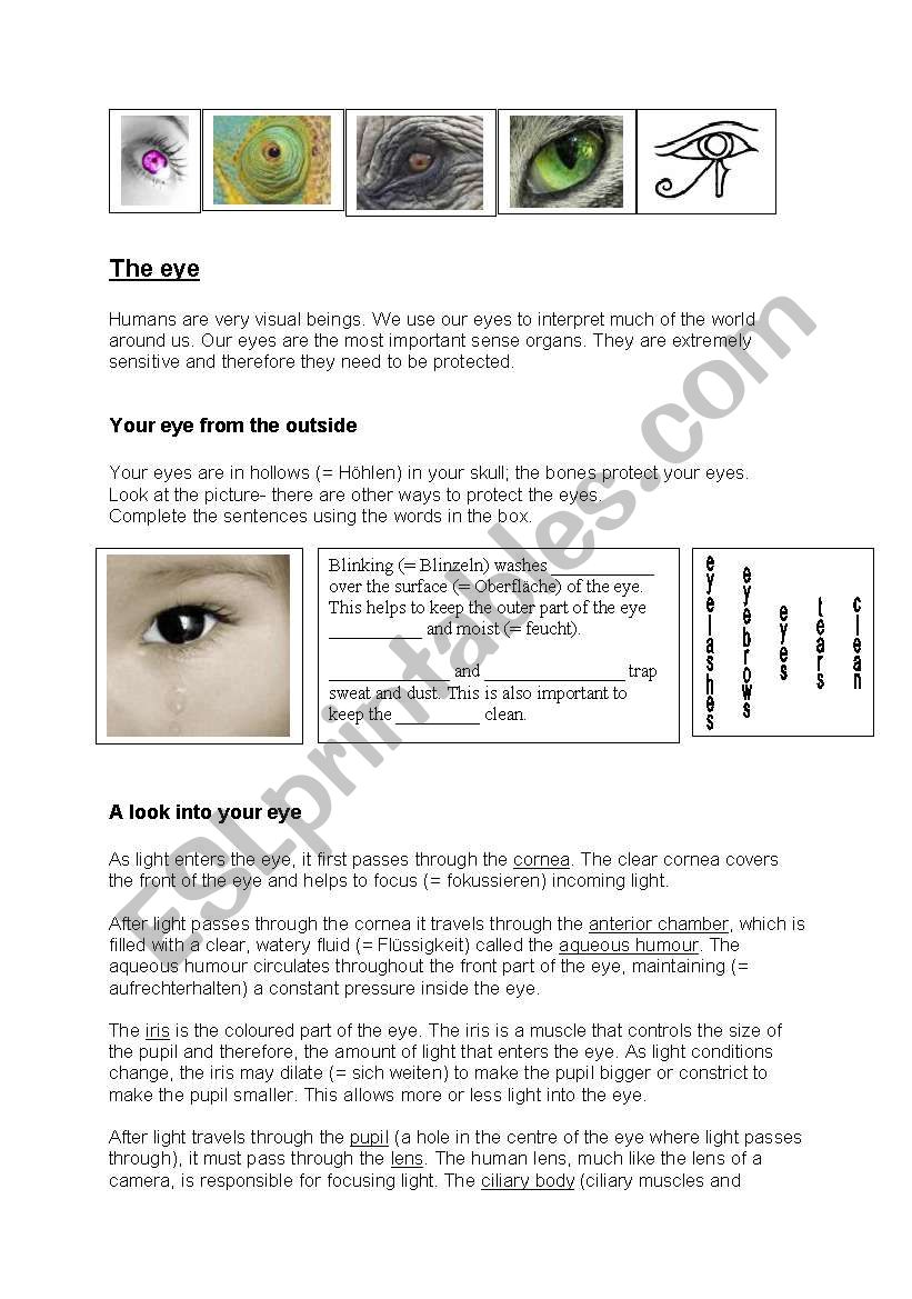 The eye - biology worksheet