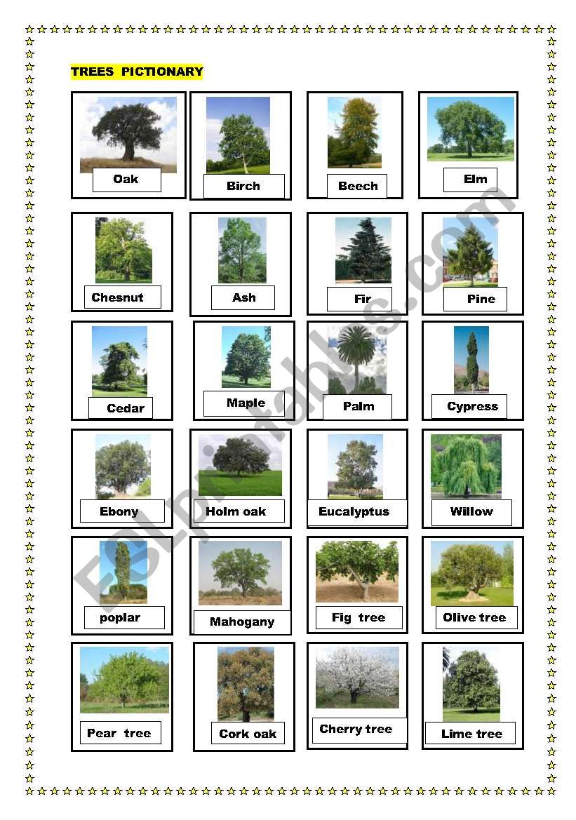 Trees pictionary worksheet