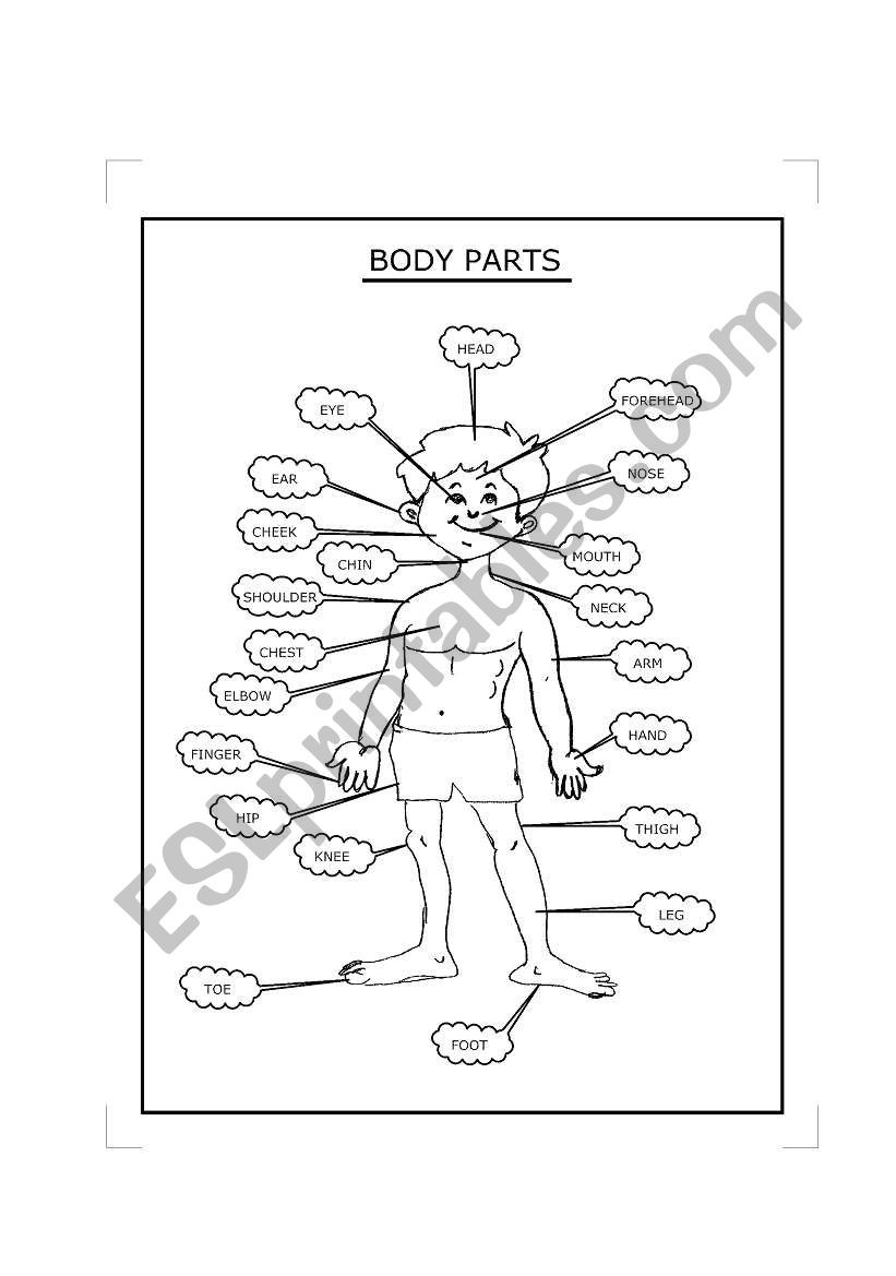 BODY PARTS worksheet