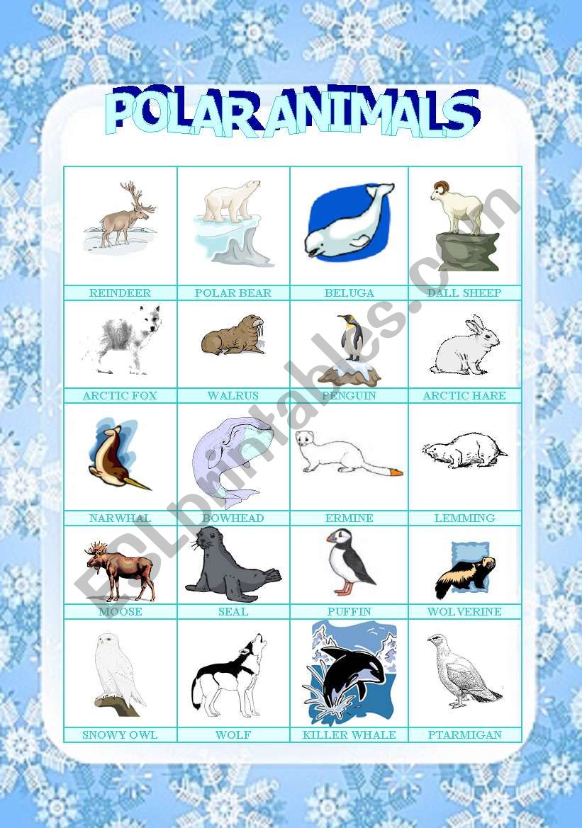 polar animals picture dictionary (1/3)