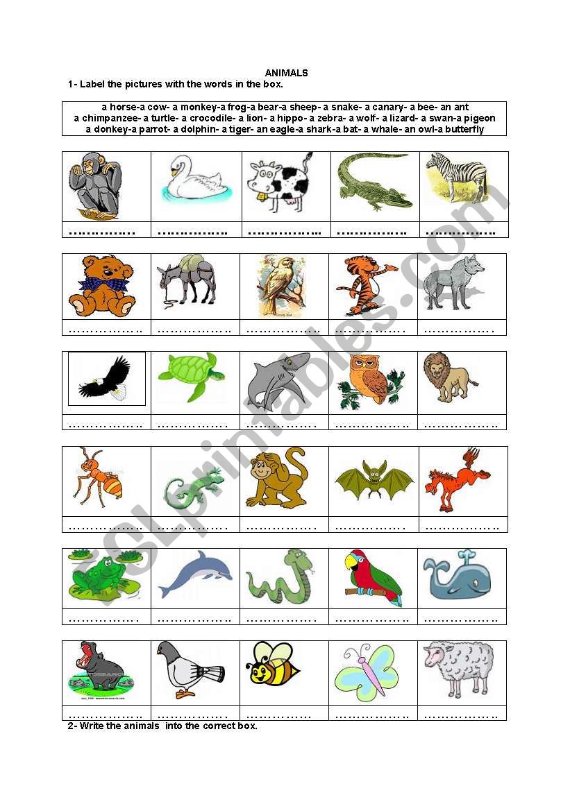 Animals worksheet