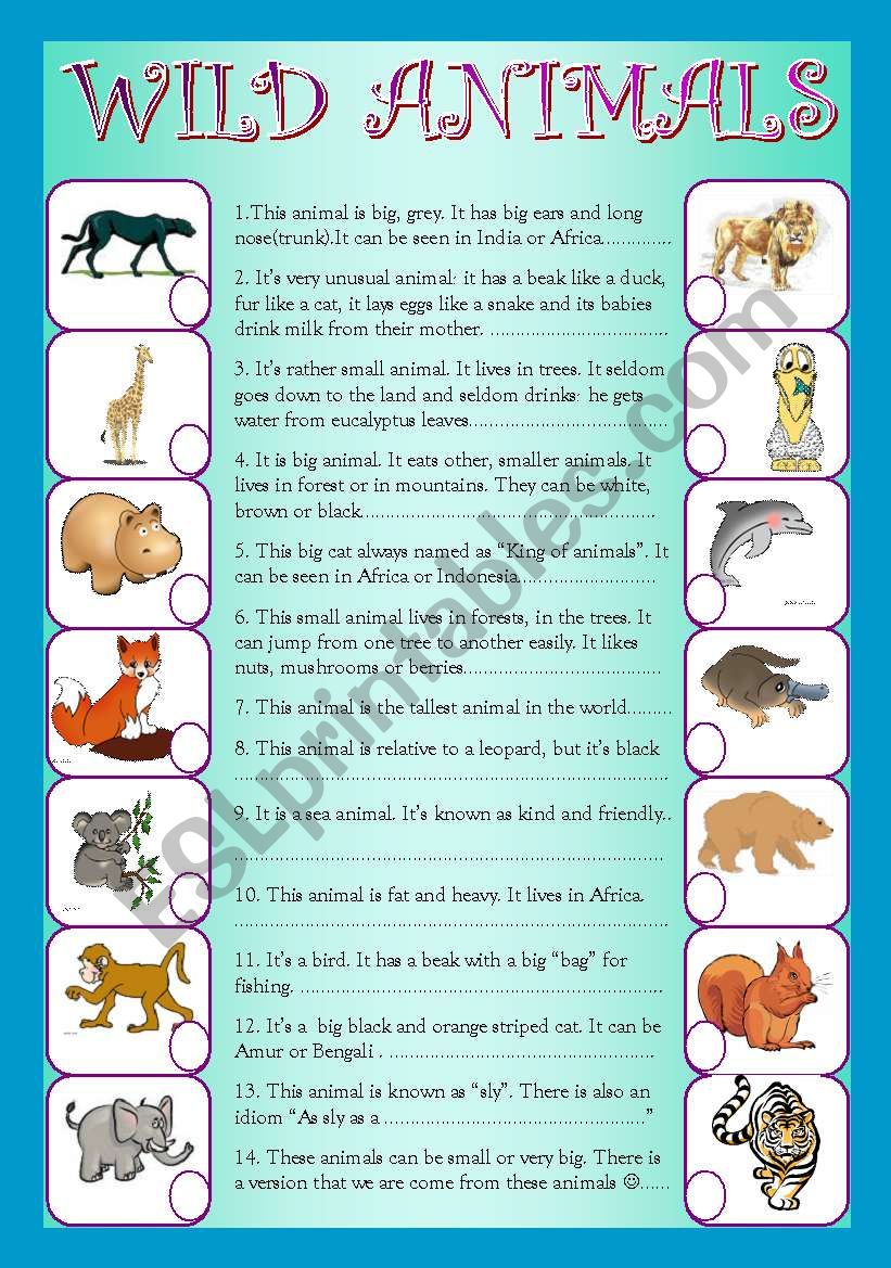 Wild animals worksheet