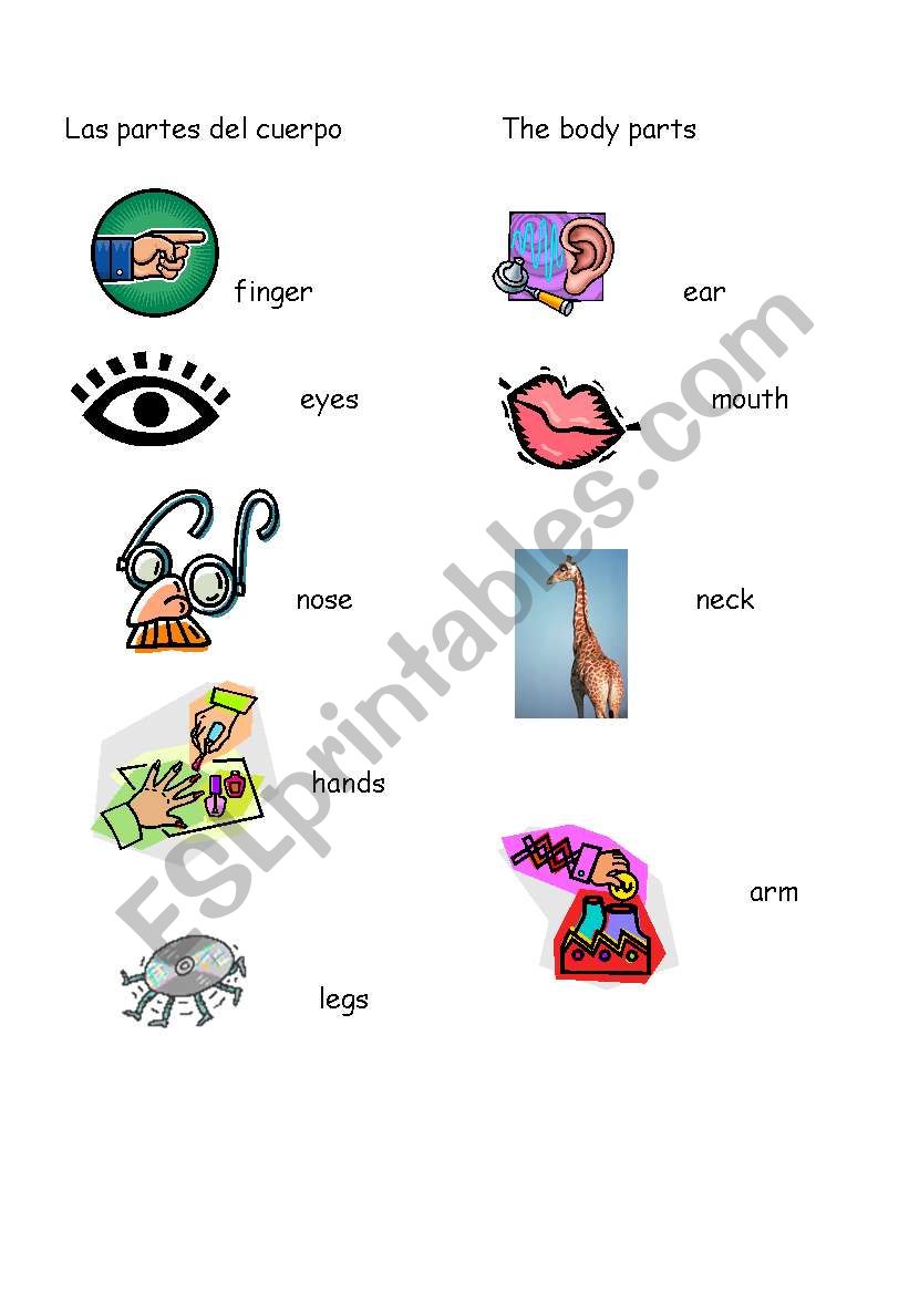the body parts worksheet