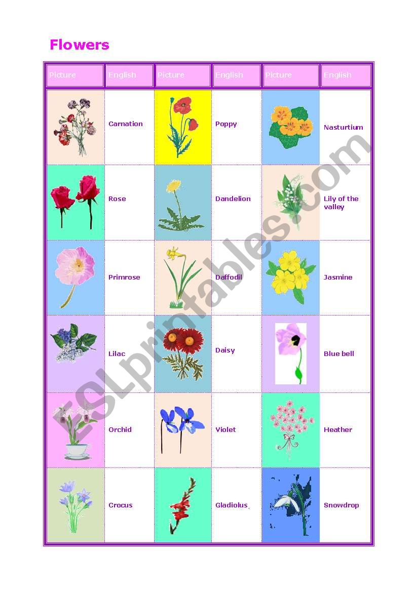 Flowers worksheet