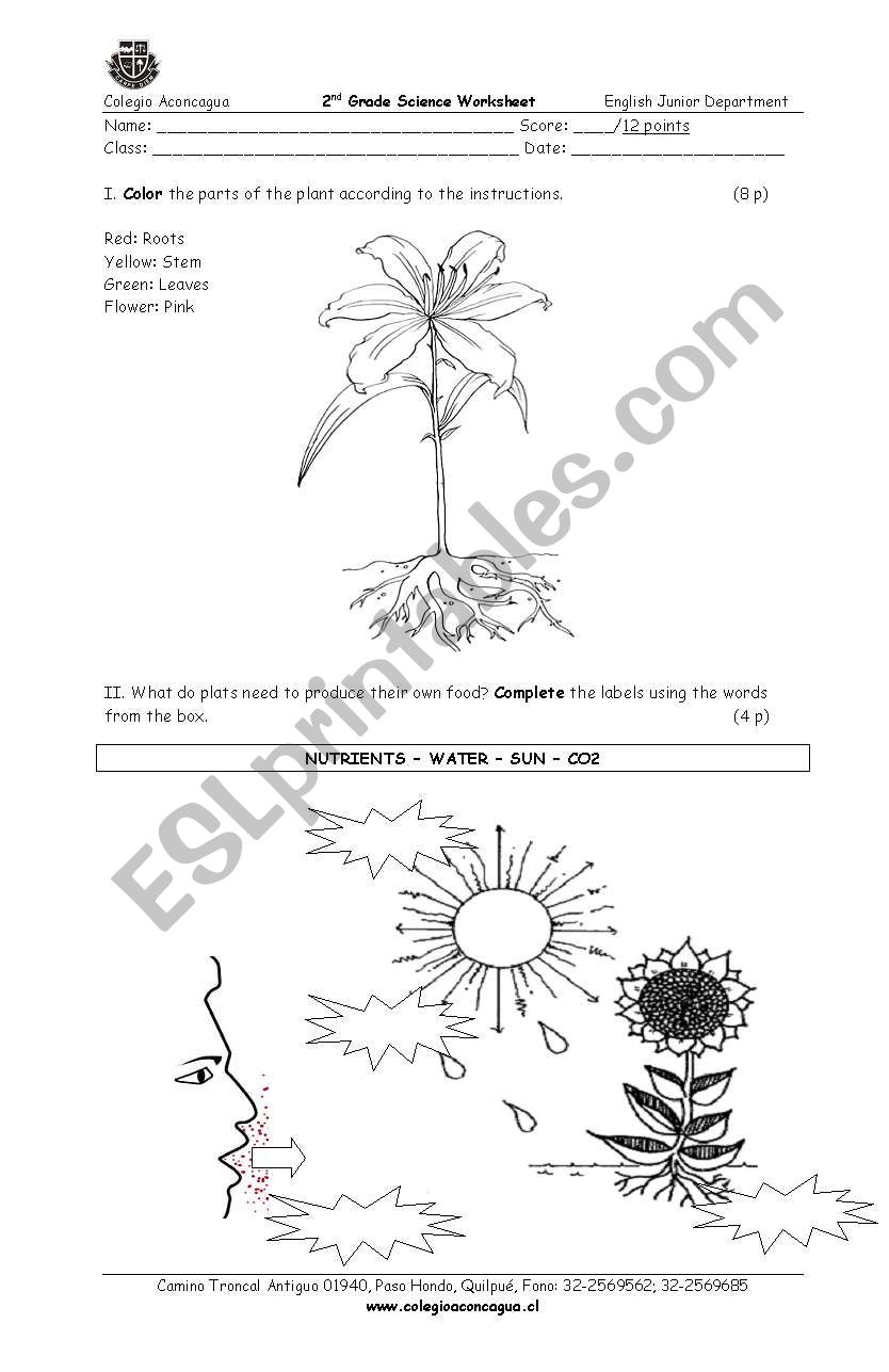 Parts of a plant worksheet