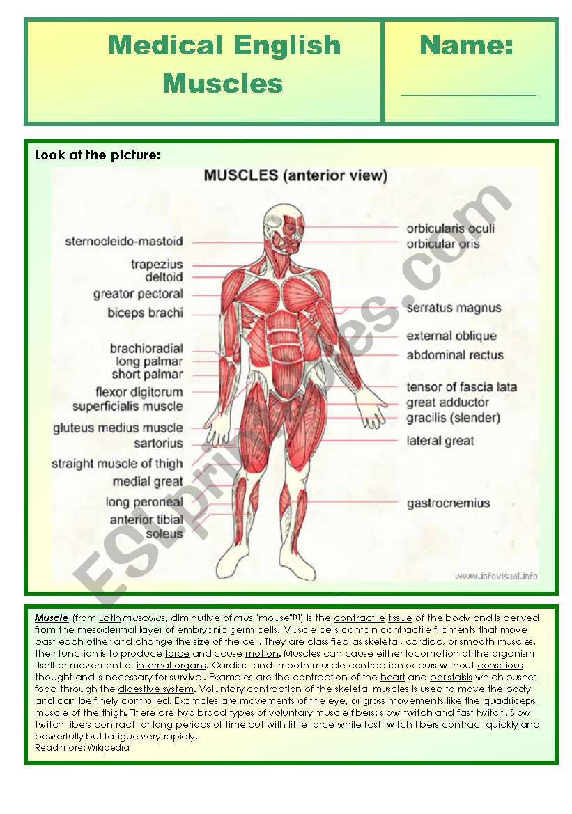 Medical English - muscles worksheet