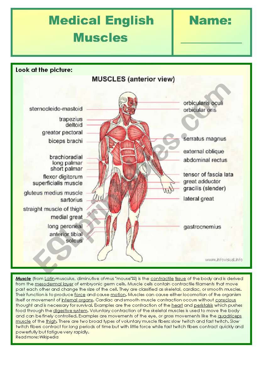 Medical English - muscles worksheet