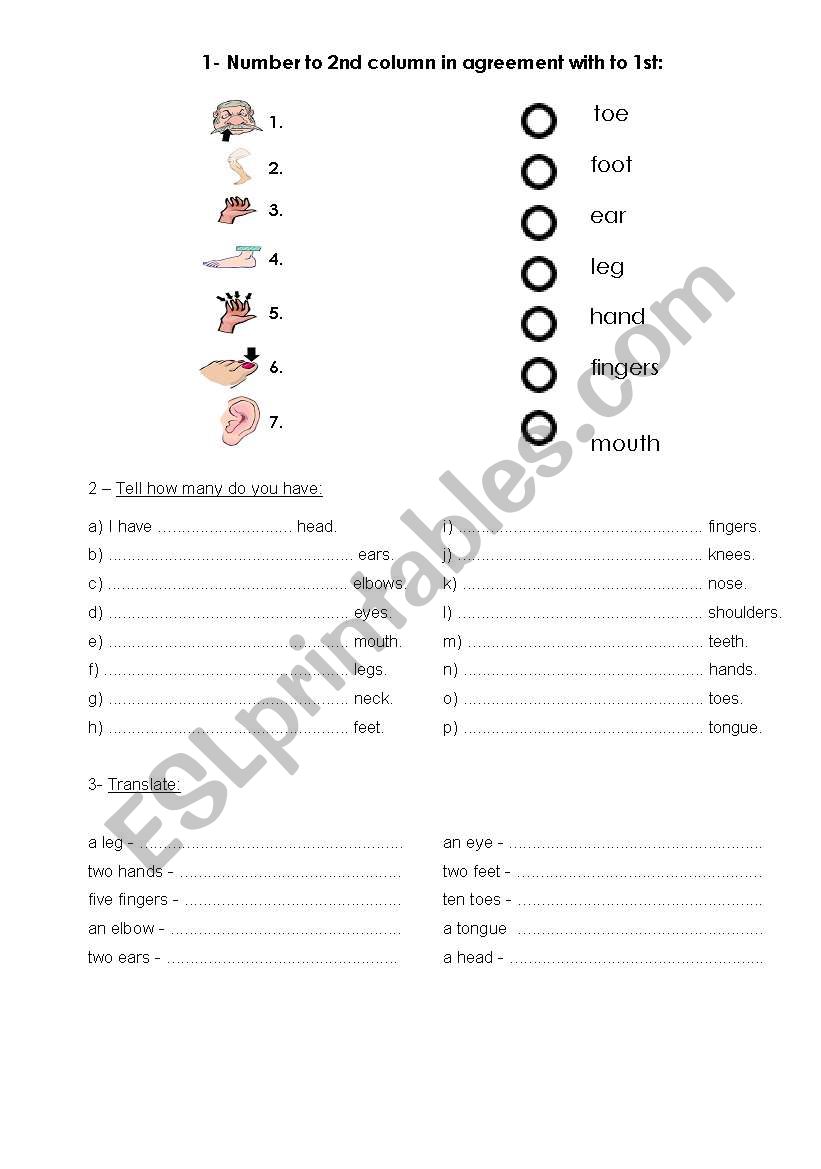 human body 2 worksheet