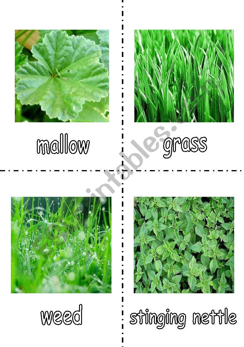 What type of grass are you? Personality Quiz  flashcards - 2/2