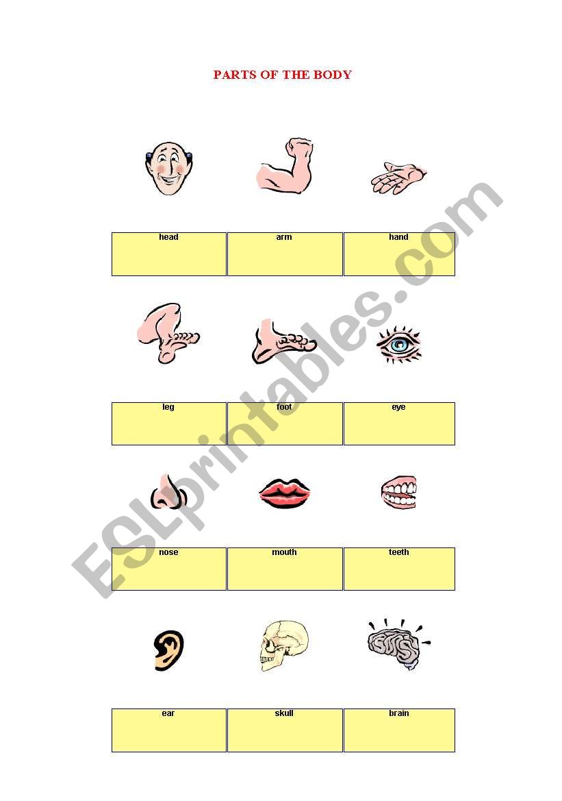 parts of the body worksheet