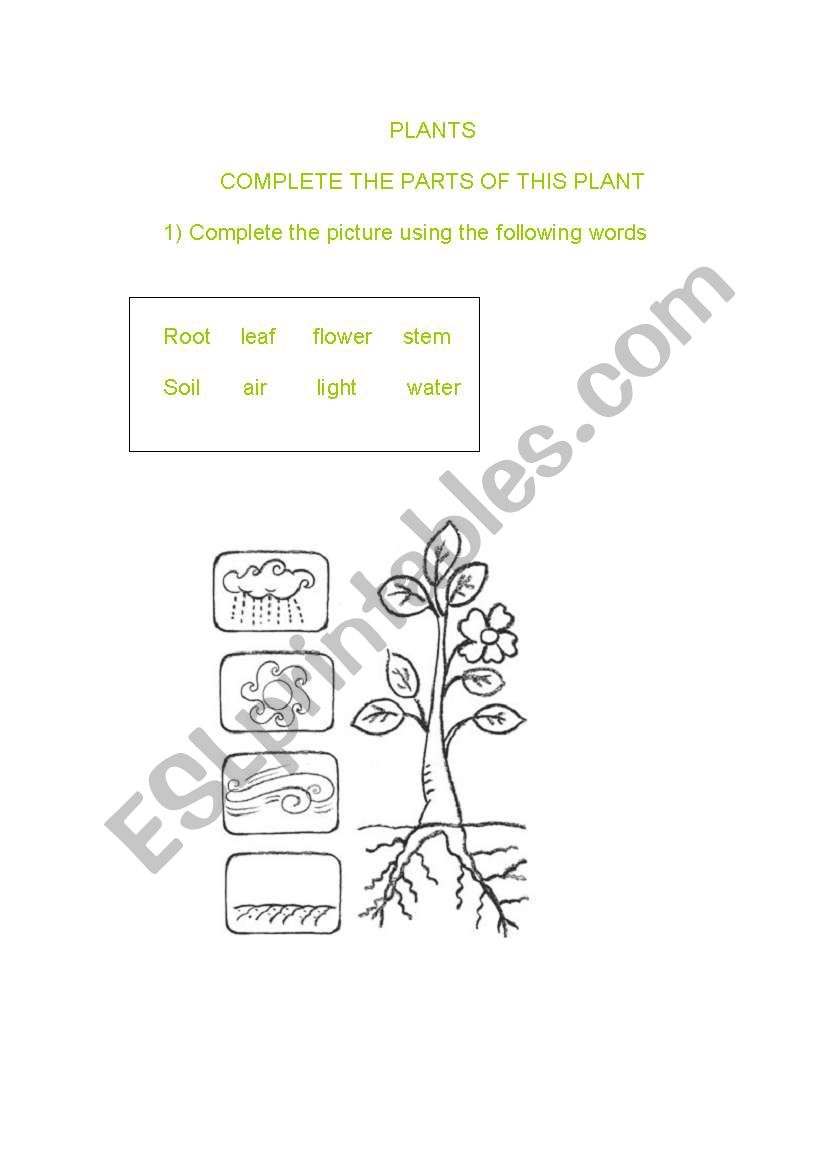 Plants worksheet