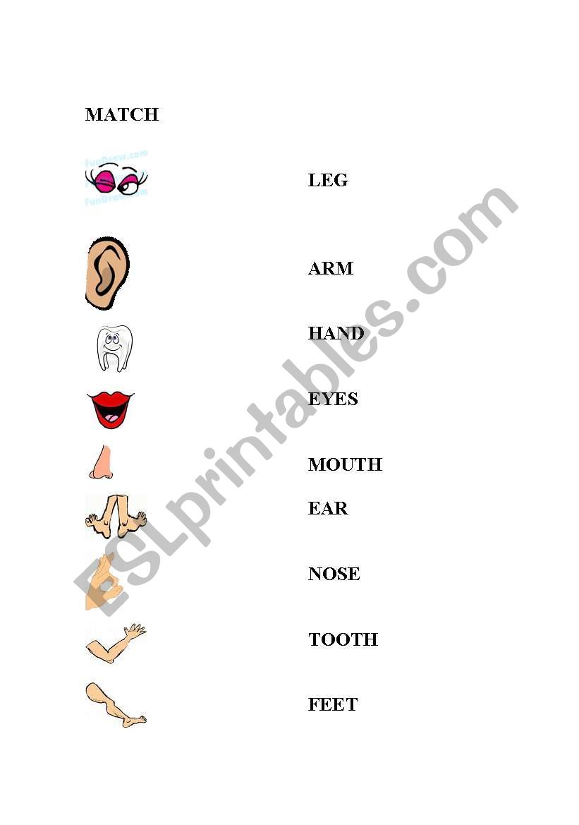 The Body worksheet