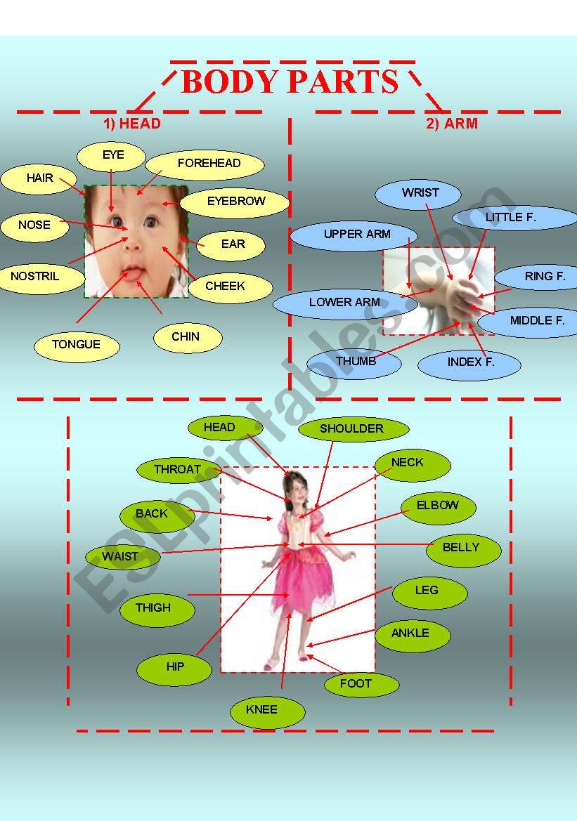 BODY PARTS worksheet