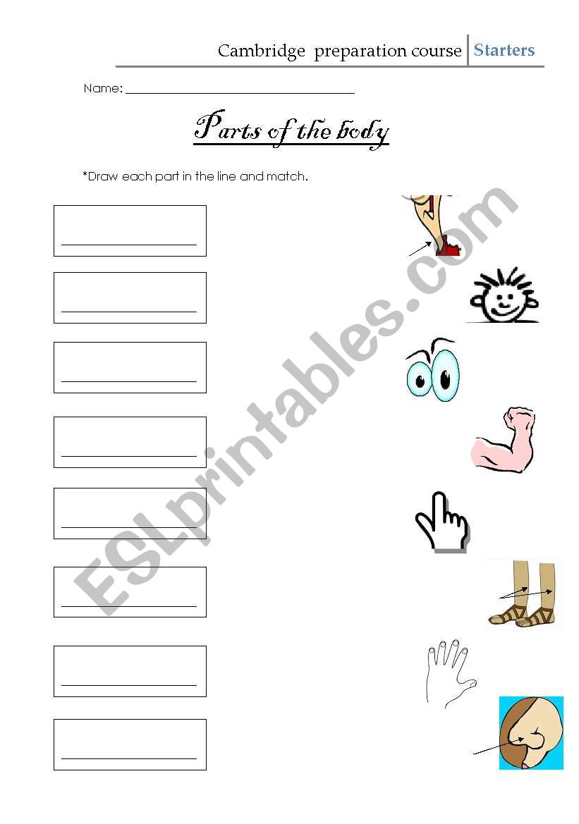 Parts of the body worksheet