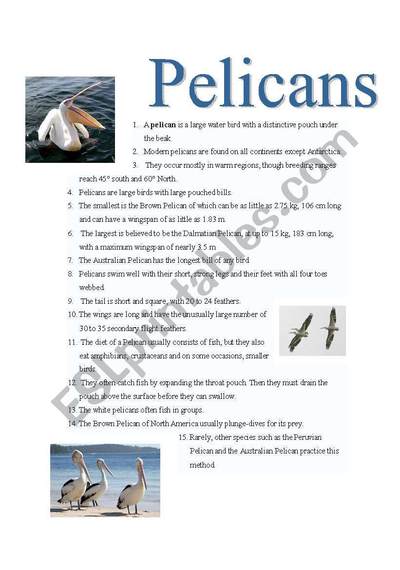Pelicans worksheet
