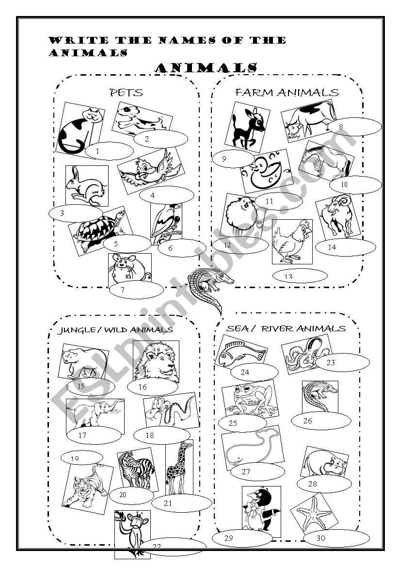 animals  worksheet