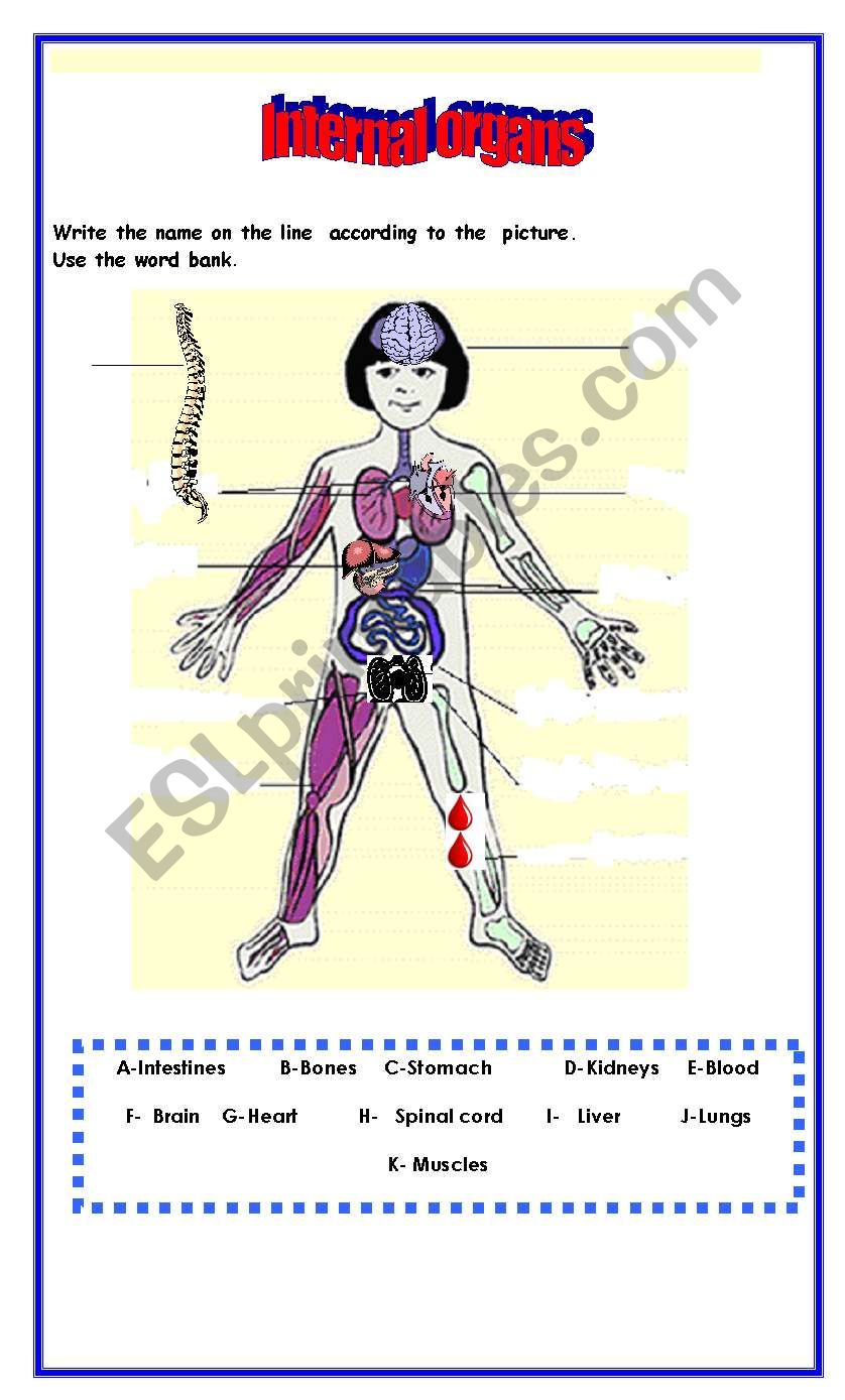 Identify the internal organs worksheet