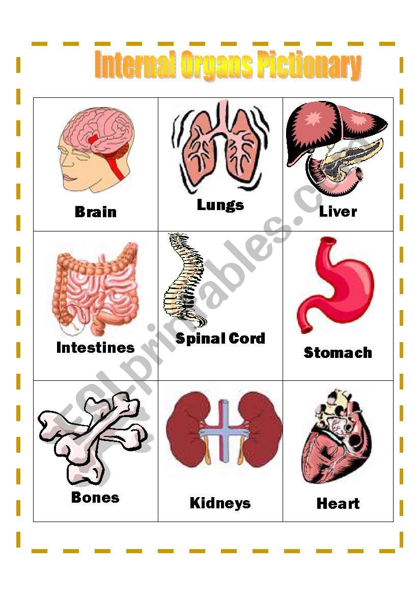 Internal Organs Pictionary worksheet