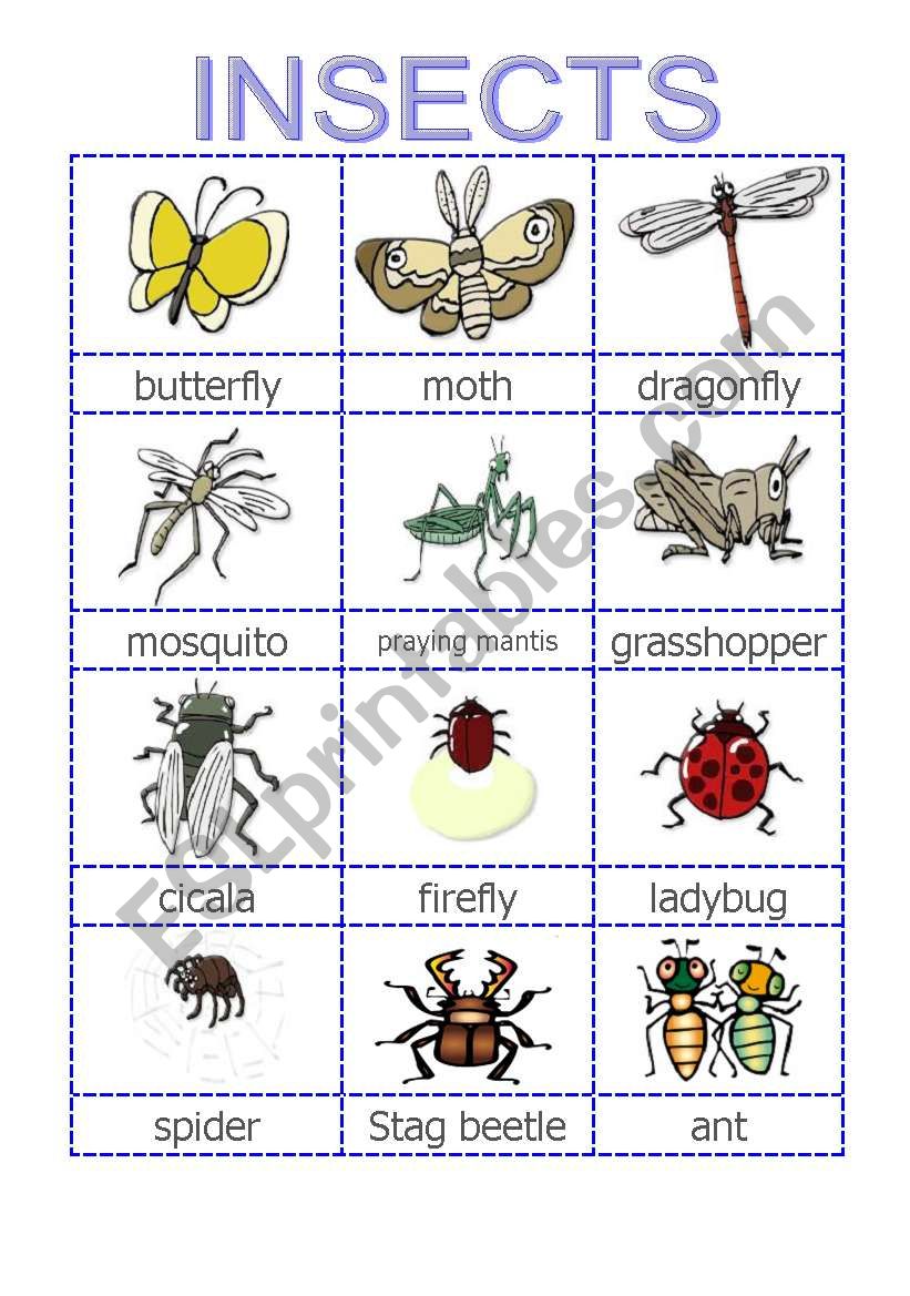 Insect pictionary worksheet
