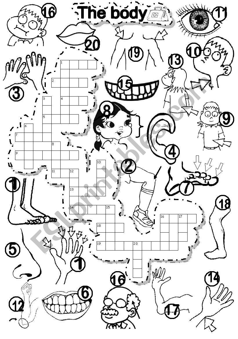 THE BODY CRISS CROSS PUZZLE  worksheet