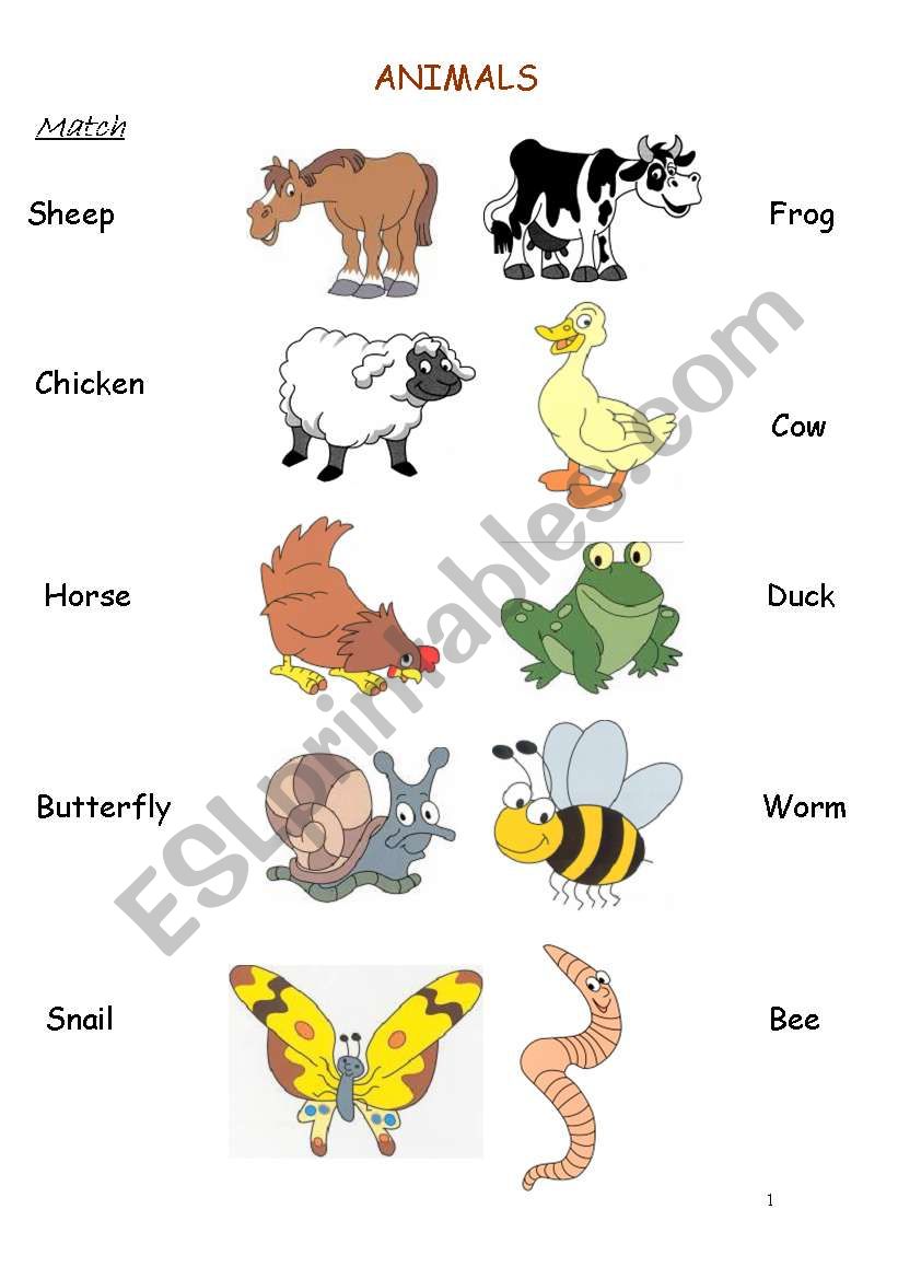 Animals worksheet