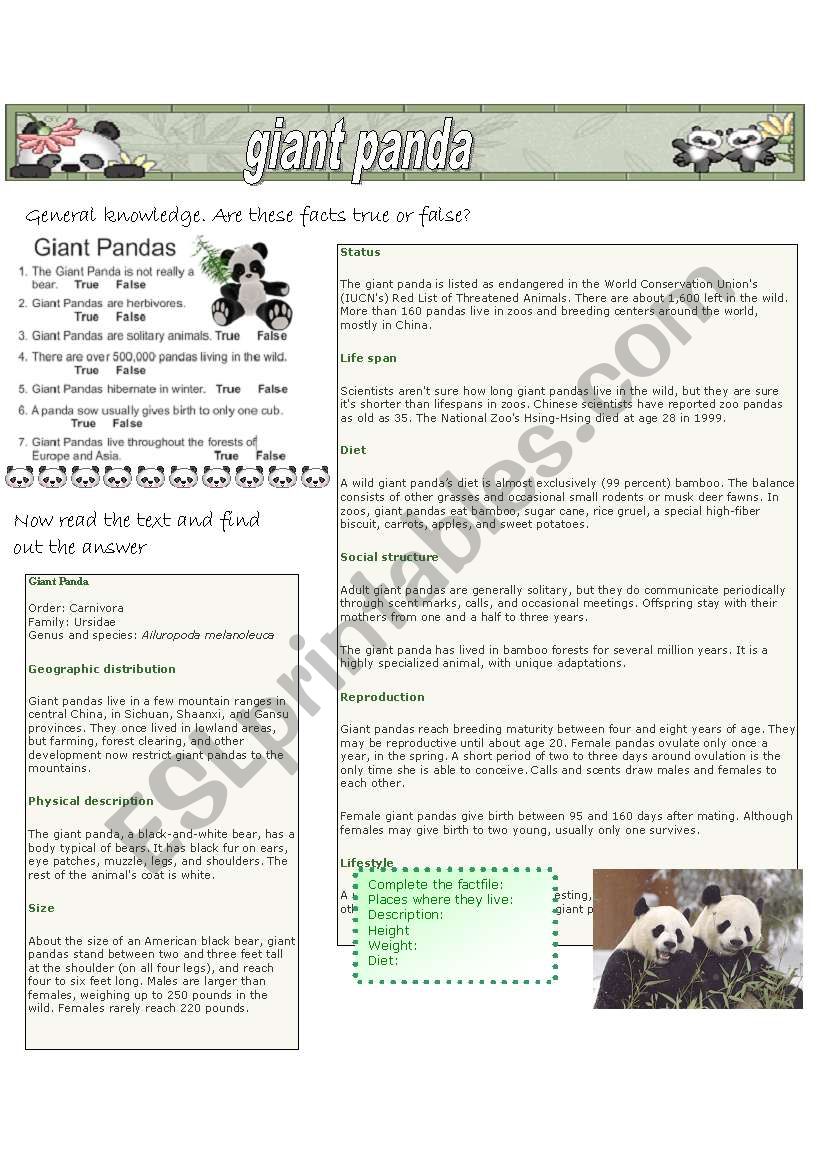Giant Panda worksheet