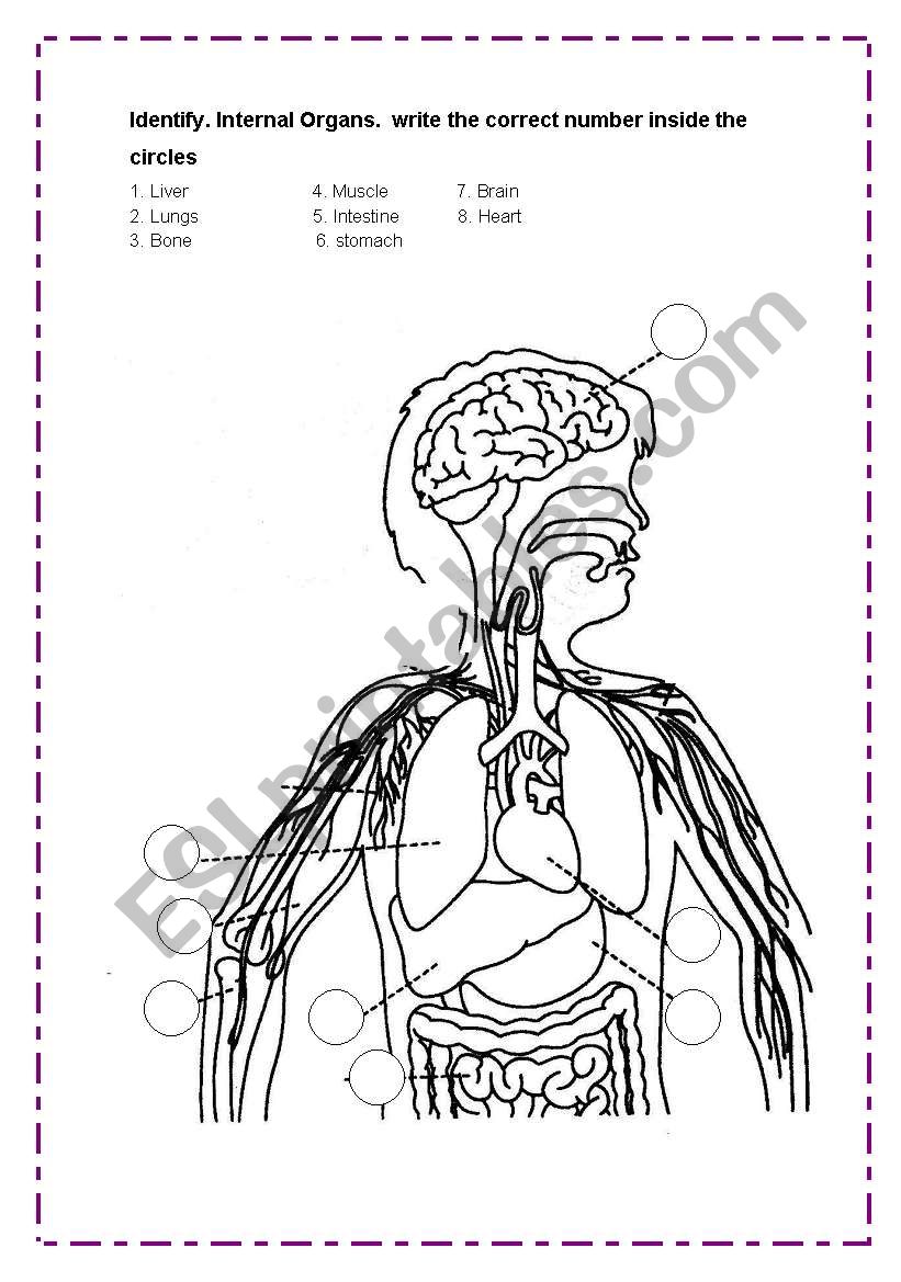 Internal Organs worksheet