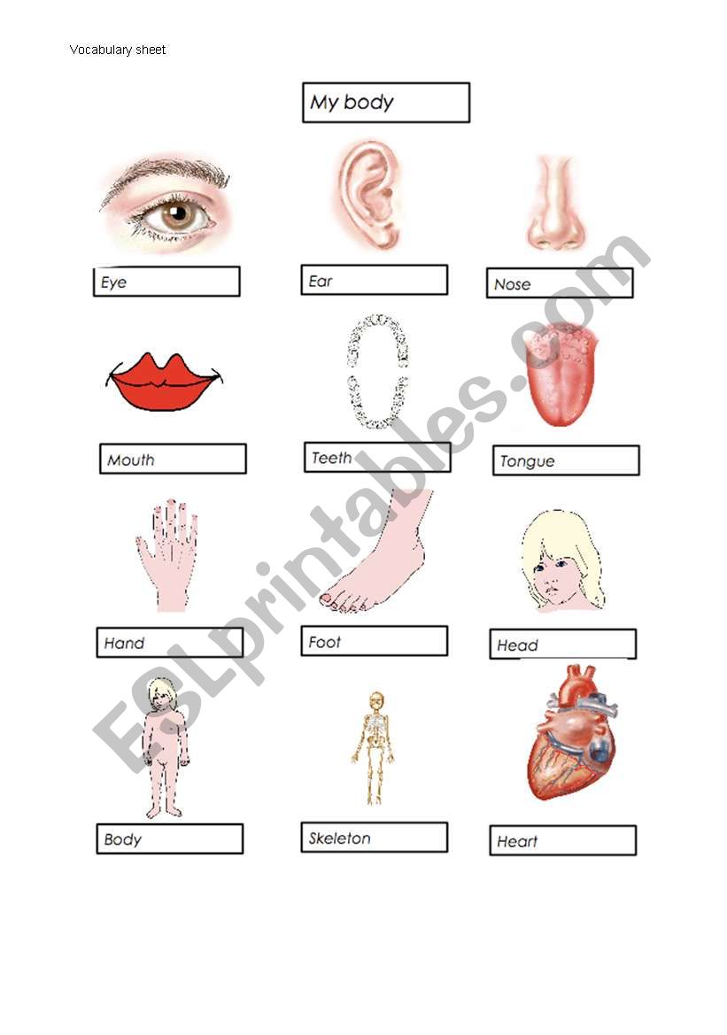 My Body Vocabulary worksheet