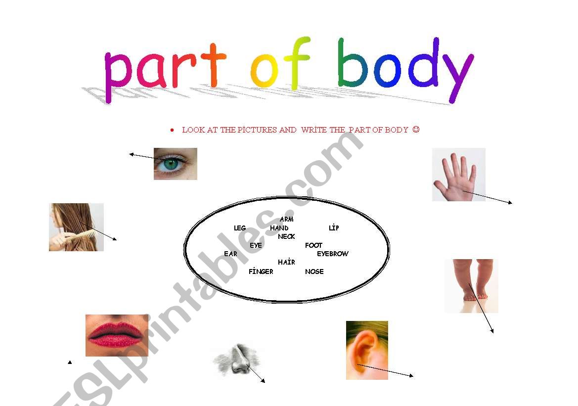 body part worksheet