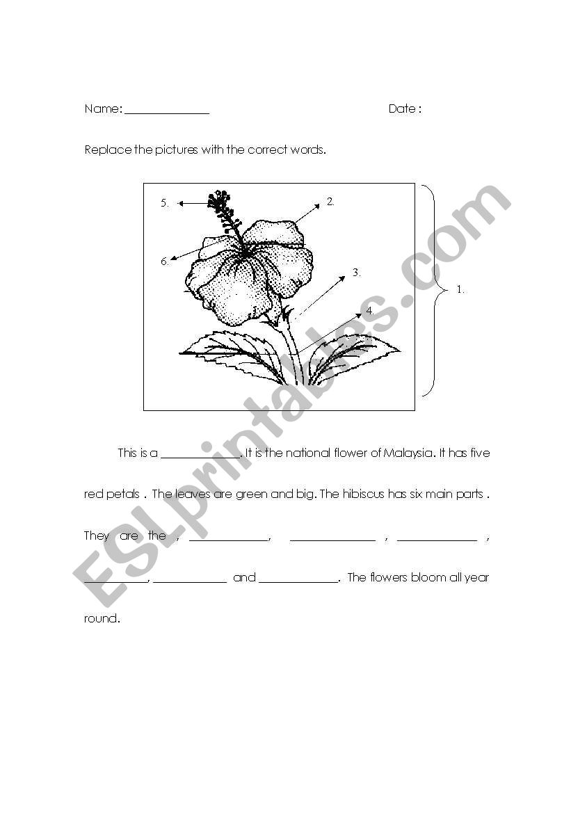 Parts of Hibiscus ( Malaysias National Flower) 