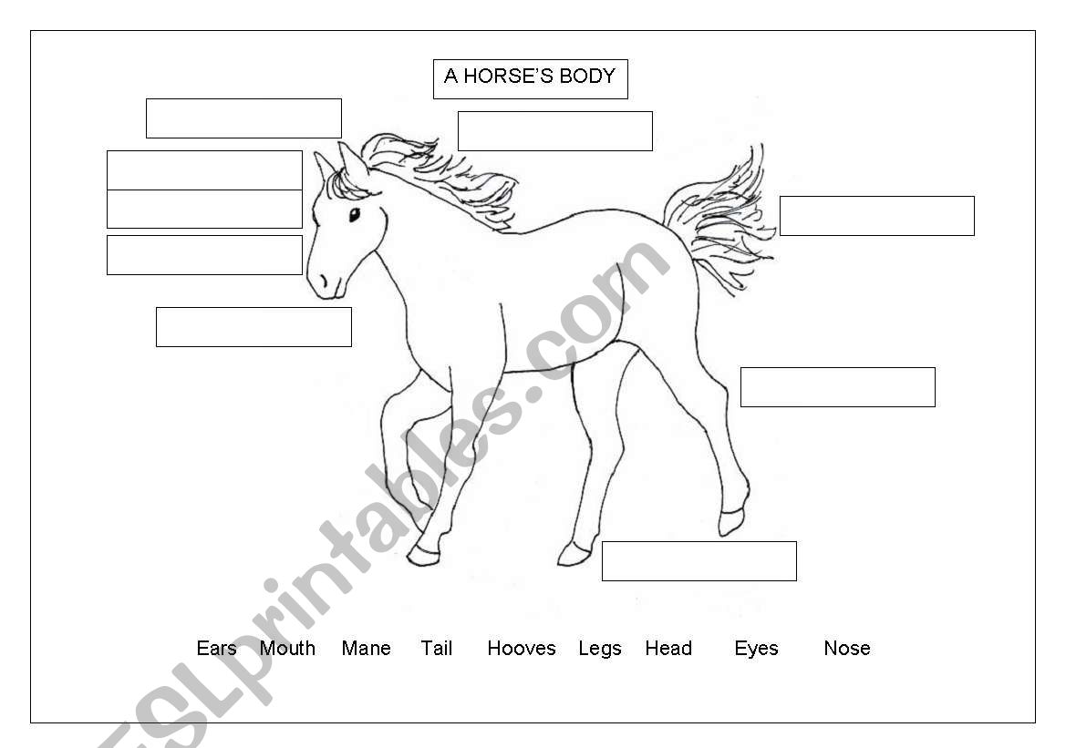 English worksheets: Horse´s body Within Parts Of The Horse Worksheet
