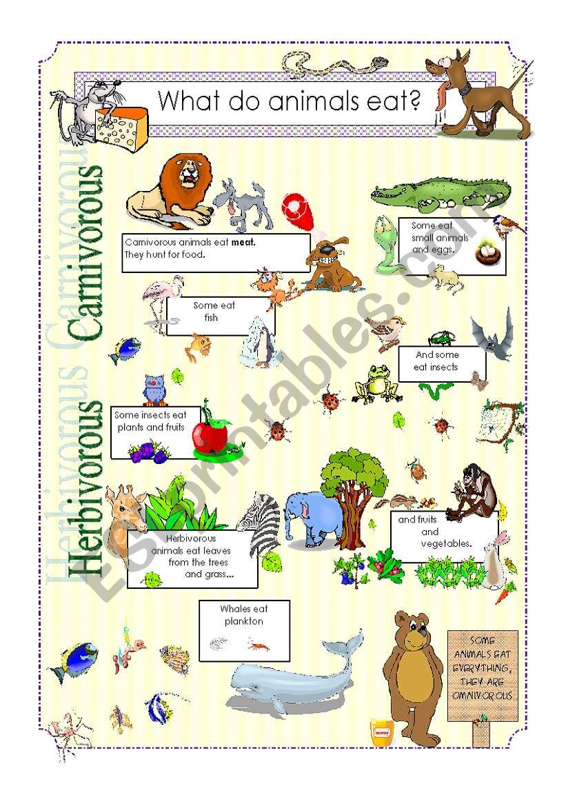 What do animals eat? worksheet