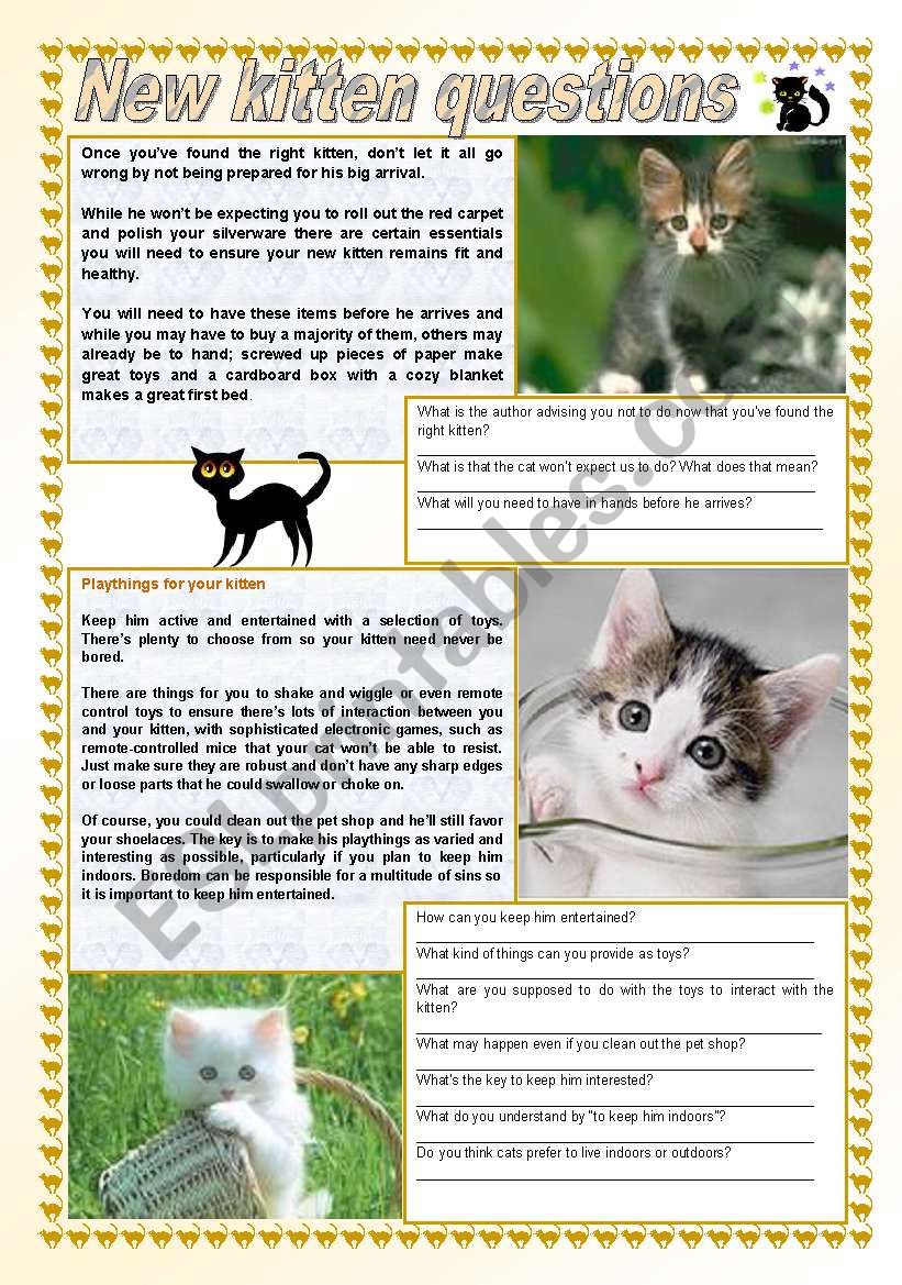 New kitten questions worksheet